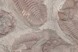 Ordovician Trilobite Mortality Plate (Pos/Neg) - Morocco #218671-4